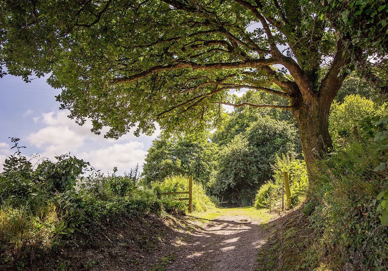 Woodland walk in Newberry Valley Park, North Devon.